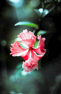 娇艳木槿花