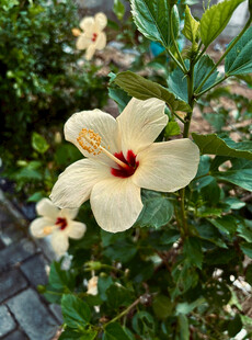 黄槿花朵特写