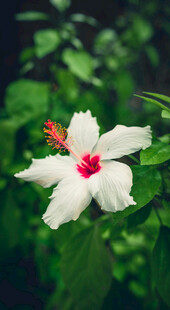 白色扶桑花特写