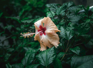 黄色木槿花绽放绿叶间