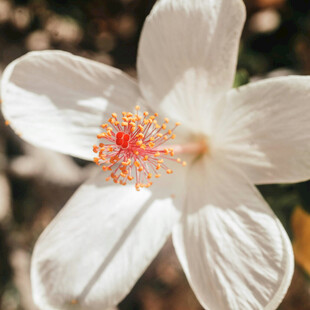 白色木槿花特写