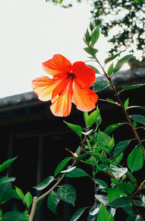 橙红色木槿花绽放