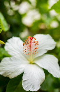 白色木槿花特写