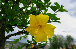 枝头绽放的明艳黄花朵