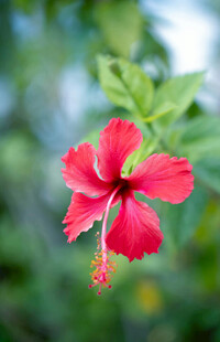 娇艳红扶桑花