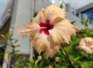 淡黄朱槿花特写