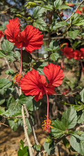 艳丽朱槿花绽放