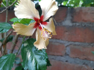 黄槿花特写