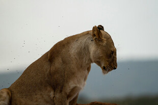 坐立的母狮