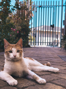 户外休憩的可爱花猫