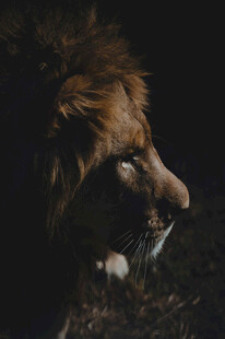 黑暗中的雄狮