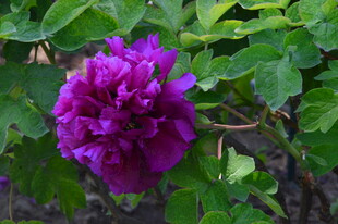 芍药花  