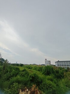 城郊绿植与远处建筑景观