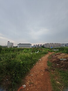乡间土路旁的繁茂绿植