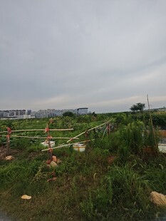 田野中的绿色植被景观