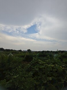 田野上空的多云景象