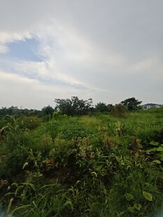 绿野蓝天