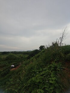 野外草地阴天景象