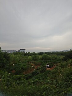 阴天中的绿意田野