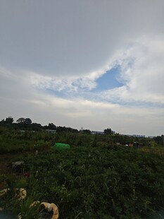 田园风光中的广袤绿植