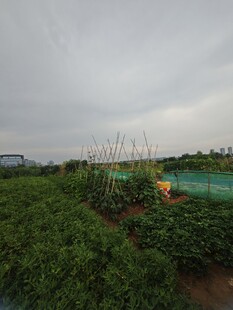 田园蔬菜种植景象