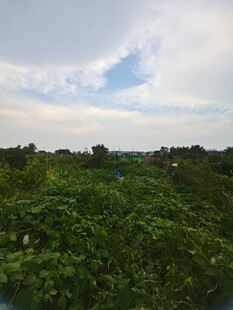 绿意盎然的田园风光