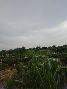 田野中的葱郁植物景观