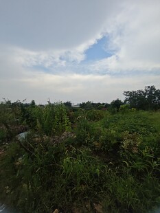 野外绿植与天空景观