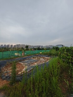 城郊待开发的绿色田野