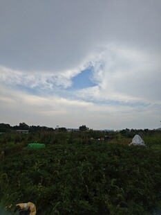 田园风光中的白色帐篷