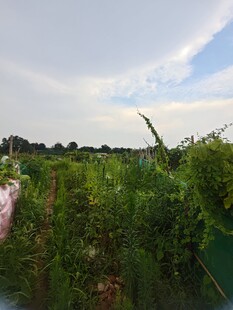 田园绿植景观