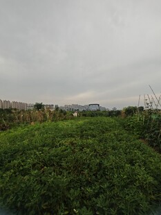 田野中的葱郁绿植景观