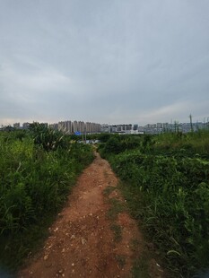 乡间小径穿行于绿意之中