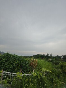 阴天的绿植景观