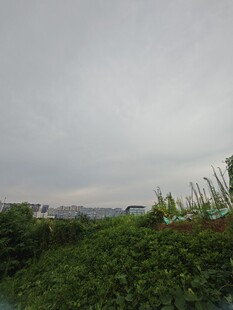 阴天中的绿植景观