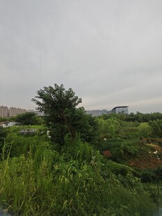 田野中的绿树与植被景观
