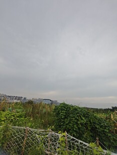阴天的绿植与围栏景观