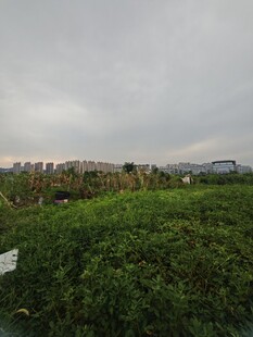 田野绿植与远处建筑景观