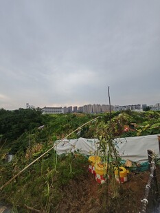 田园风光中的多彩植物