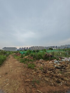 乡村土路旁的荒地景象