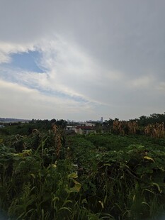 夏日荷塘景色