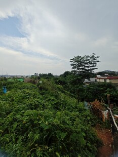 绿意盎然的城郊风景
