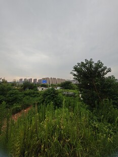 郊外绿意盎然的自然景致