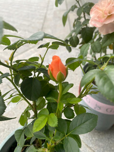 月季花苞