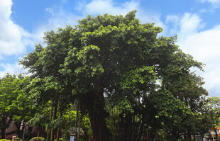 茂盛绿树