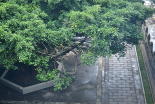 庭院绿树与石板路景致