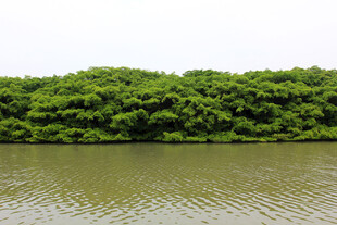 河畔葱郁绿植景观