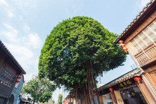 古巷中的葱郁大树