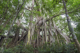 巨大榕树根须