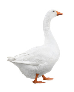 白色大鹅